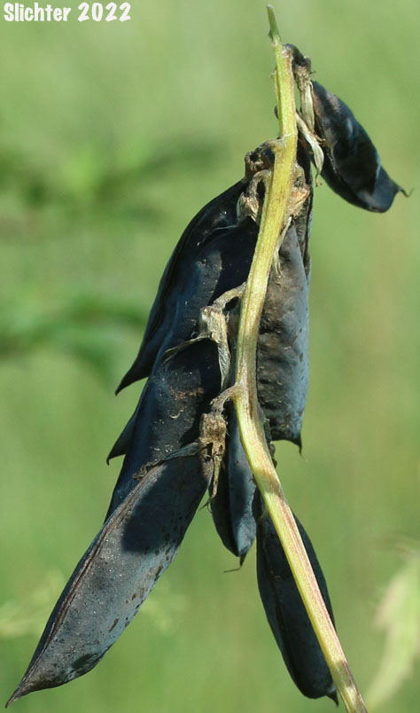 Mature fruits of Giant Vetch, Black Vetch: Vicia nigricans var. gigantea (Synonym: Vicia gigantea, Vicia nigricans ssp. gigantea)