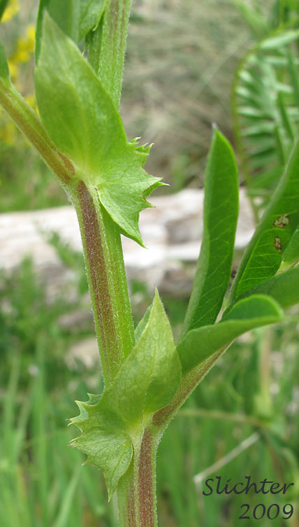 Leafy stipules of Giant Vetch, Black Vetch: Vicia nigricans var. gigantea (Synonym: Vicia gigantea, Vicia nigricans ssp. gigantea)