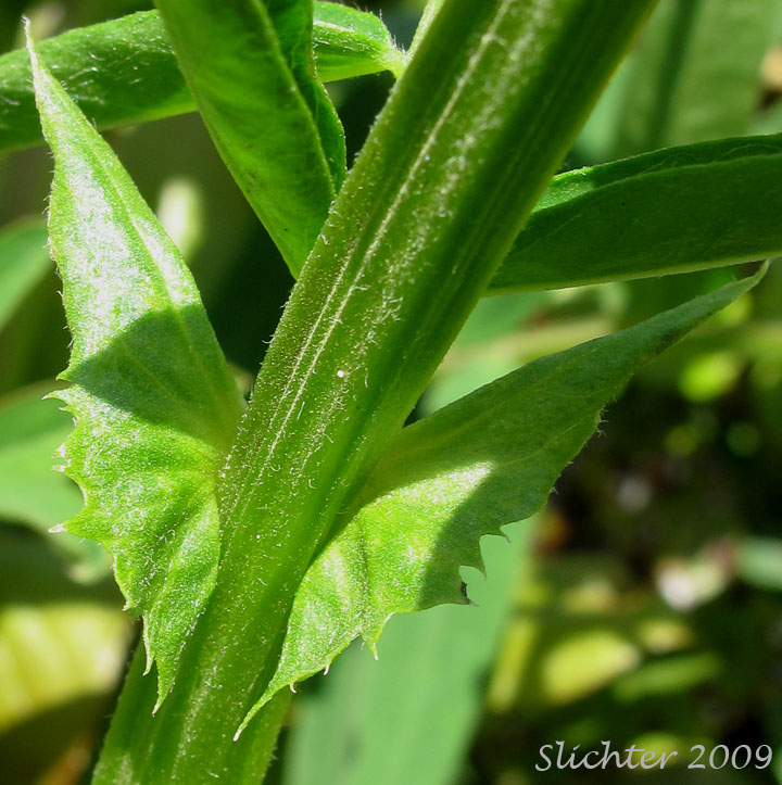 Leaf stipules of Giant Vetch, Black Vetch: Vicia nigricans var. gigantea (Synonym: Vicia gigantea, Vicia nigricans ssp. gigantea)