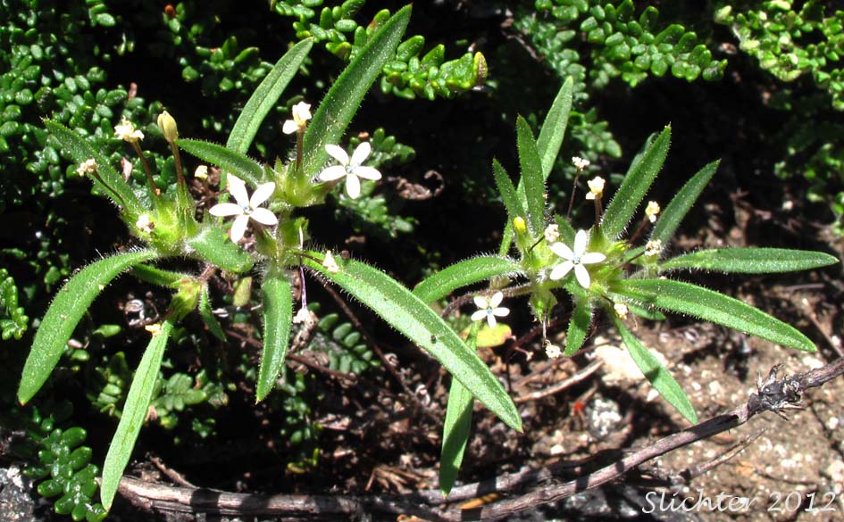 Staining Collomia, Yellow-staining Collomia, Yellow-staining Mountain-trumpet: Collomia tinctoria