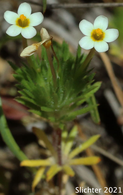 Babystars, Bicolored Babystars, Bicolored Linanthus, True Babystars: Leptosiphon bicolor (Synonyms: Leptosiphon minimus, Linanthus bicolor, Linanthus bicolor ssp. bicolor, Linanthus bicolor ssp. minimus, Linanthus bicolor var. bicolor, Linantus bicolor var. minimus)
