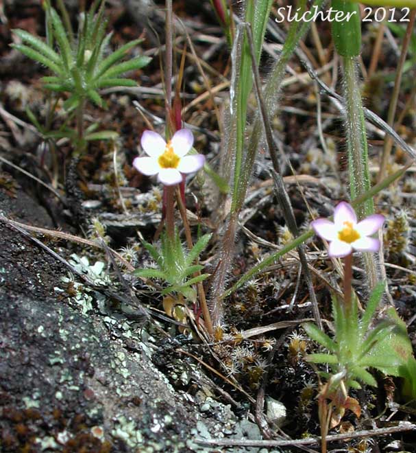 Babystars, Bicolored Babystars, Bicolored Linanthus, True Babystars: Leptosiphon bicolor (Synonyms: Leptosiphon minimus, Linanthus bicolor, Linanthus bicolor ssp. bicolor, Linanthus bicolor ssp. minimus, Linanthus bicolor var. bicolor, Linantus bicolor var. minimus)