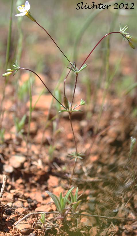 Baker's Linanthus, Bolander's Desert-trumpets, Bolander's Linanthus: Leptosiphon bolanderi (Synonyms: Linanthus bakeri, Linanthus bolanderi)