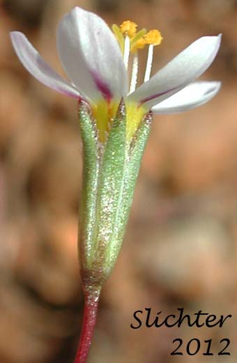 Flower of Baker's Linanthus, Bolander's Desert-trumpets, Bolander's Linanthus: Leptosiphon bolanderi (Synonyms: Linanthus bakeri, Linanthus bolanderi)