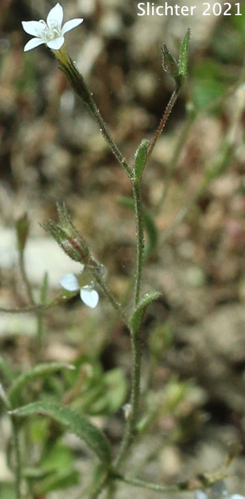 Miniature Gilia, Smooth-leaved Gilia: Navarretia capillaris (Synonym: Gilia capillaris)