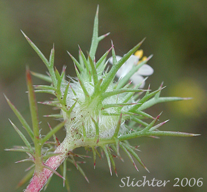 Inflorescence of Needleleaf Navarretia, Needle-leaf Navarretia, Pincushion Plant: Navarretia intertexta ssp. intertexta (Synonyms: Navarretia intertexta, Navarretia intertexta var. intertexta, Navarretia minima var. intertexta)