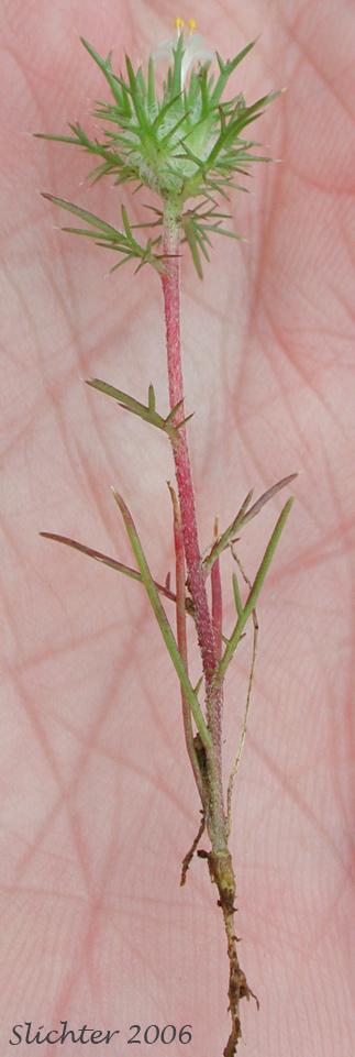 Needleleaf Navarretia, Needle-leaf Navarretia, Pincushion Plant: Navarretia intertexta ssp. intertexta (Synonyms: Navarretia intertexta, Navarretia intertexta var. intertexta, Navarretia minima var. intertexta)