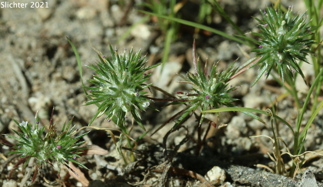 Great Basin Navarretia, Near Navarretia, Needleleaf Navarretia, Pincushion Plant: Navarretia intertexta ssp. propinqua (Synonyms: Gilia propinqua, Navarretia intertexta var. propinqua, Navarretia propinqua)