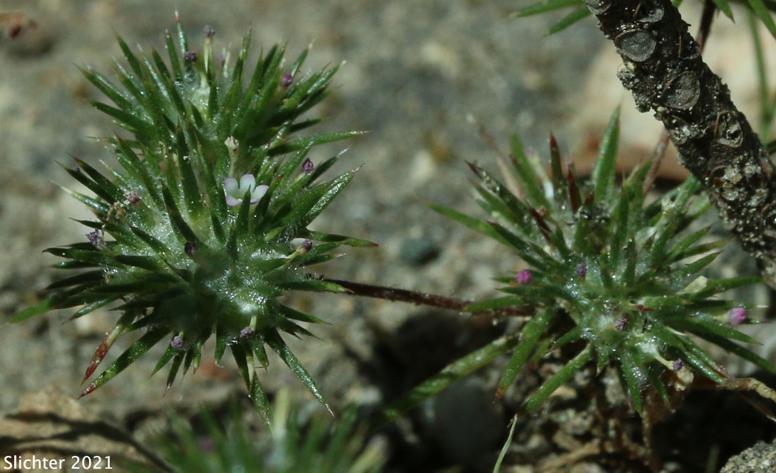 Great Basin Navarretia, Near Navarretia, Needleleaf Navarretia, Pincushion Plant: Navarretia intertexta ssp. propinqua (Synonyms: Gilia propinqua, Navarretia intertexta var. propinqua, Navarretia propinqua)