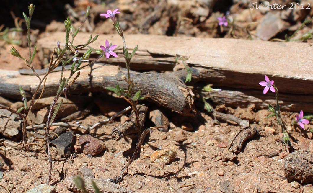 Alva Day's Gilia: Navarretia sinistra ssp. sinistra (Synonym: Gilia sinistra ssp. sinistra)