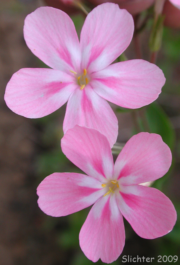 Woodland Phlox, Periwinkle Phlox: Phlox adsurgens