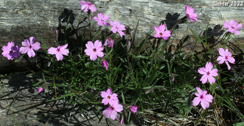 Showy Phlox: Phlox speciosa (Synonyms: Phlox speciosa ssp. nitida, Phlox speciosa var. nitida, Phlox speciosa ssp. occidentalis)