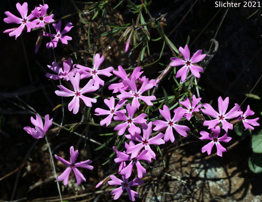 Showy Phlox: Phlox speciosa (Synonyms: Phlox speciosa ssp. nitida, Phlox speciosa var. nitida, Phlox speciosa ssp. occidentalis)