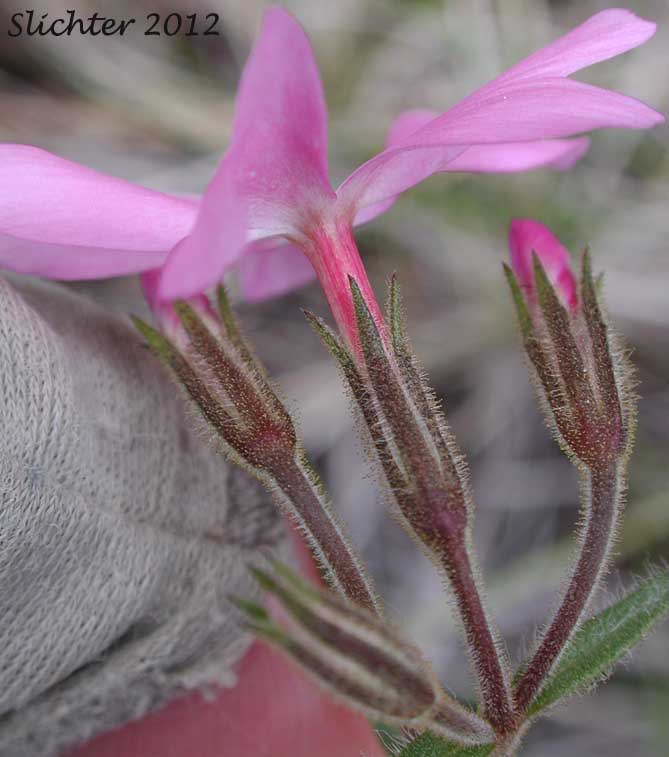 Sepals of Showy Phlox: Phlox speciosa (Synonyms: Phlox speciosa ssp. nitida, Phlox speciosa var. nitida, Phlox speciosa ssp. occidentalis)