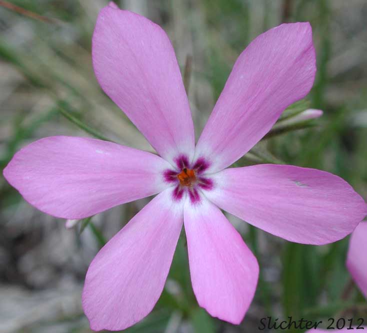 Flower of Showy Phlox: Phlox speciosa (Synonyms: Phlox speciosa ssp. nitida, Phlox speciosa var. nitida, Phlox speciosa ssp. occidentalis)