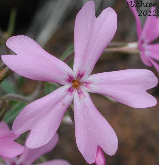 Showy Phlox: Phlox speciosa (Synonyms: Phlox speciosa ssp. nitida, Phlox speciosa var. nitida, Phlox speciosa ssp. occidentalis)