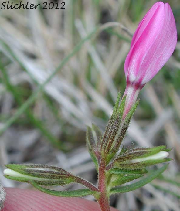 Sepals of Showy Phlox: Phlox speciosa (Synonyms: Phlox speciosa ssp. nitida, Phlox speciosa var. nitida, Phlox speciosa ssp. occidentalis)