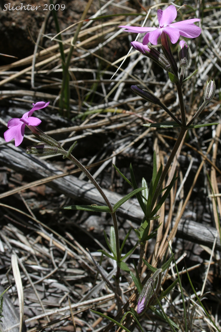 Showy Phlox: Phlox speciosa