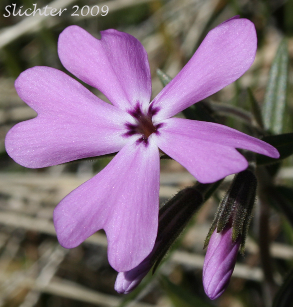 Flower of Showy Phlox: Phlox speciosa