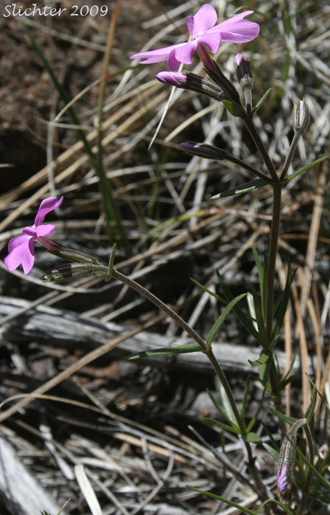 Showy Phlox: Phlox speciosa (Synonyms: Phlox speciosa ssp. nitida, Phlox speciosa var. nitida, Phlox speciosa ssp. occidentalis)