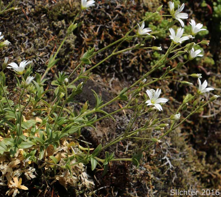 Field Chickweed, Field Mouse-ear, Field Mouse Ear Chickweed: Cerastium arvense ssp. strictum