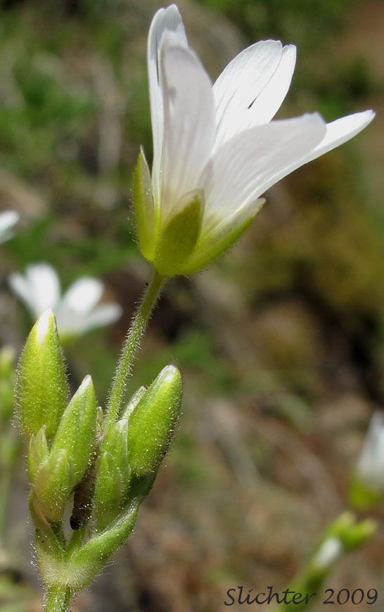 Calyx of Field Chickweed, Field Mouse-ear, Field Mouse Ear Chickweed: Cerastium arvense ssp. strictum