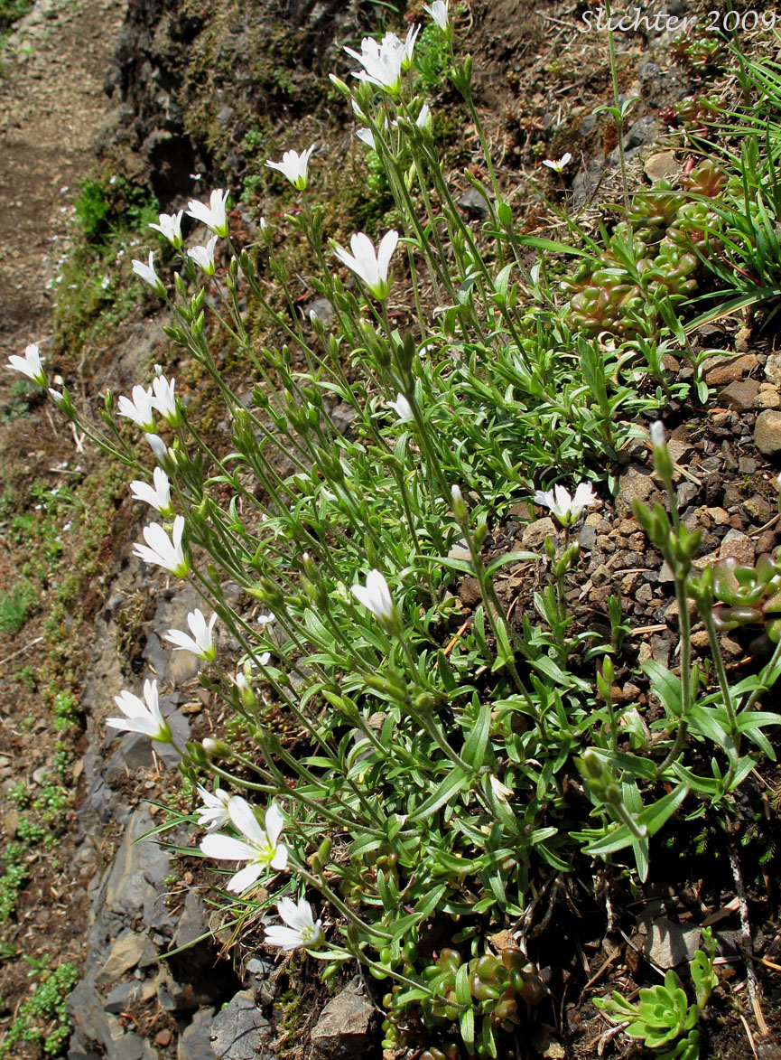 Field Chickweed, Field Mouse-ear, Field Mouse Ear Chickweed: Cerastium arvense ssp. strictum