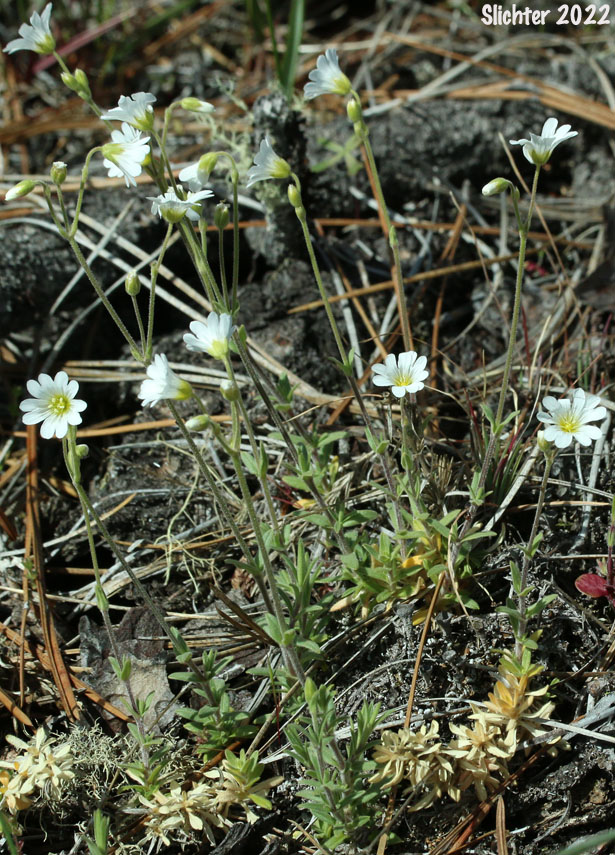 Field Chickweed, Field Mouse-ear, Field Mouse Ear Chickweed: Cerastium arvense ssp. strictum