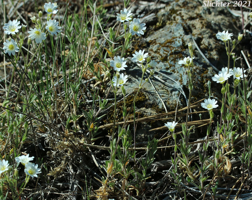 Field Chickweed, Field Mouse-ear, Field Mouse Ear Chickweed: Cerastium arvense ssp. strictum