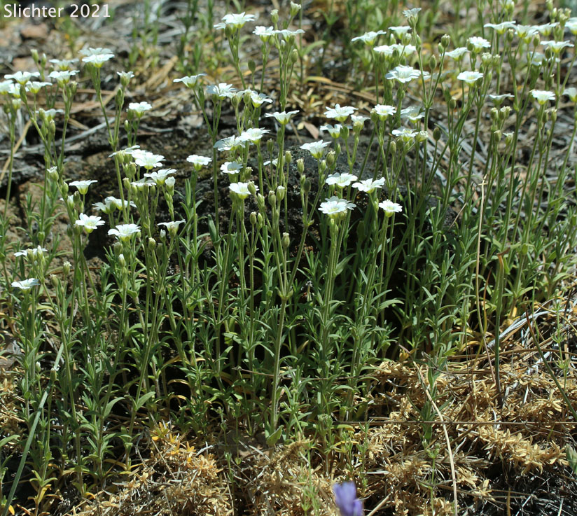 Field Chickweed, Field Mouse-ear, Field Mouse Ear Chickweed: Cerastium arvense ssp. strictum