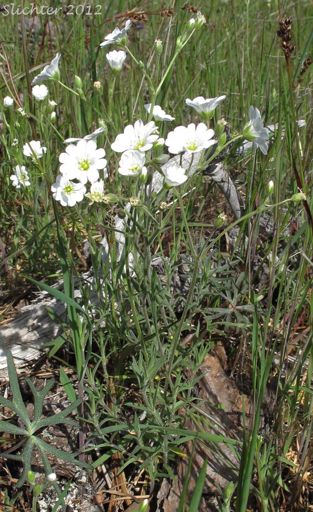 Field Chickweed, Field Mouse-ear, Field Mouse Ear Chickweed: Cerastium arvense ssp. strictum