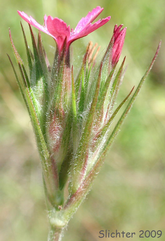 Sideview of the inflorescence of Deptford Pink: Dianthus armeria ssp. armeria