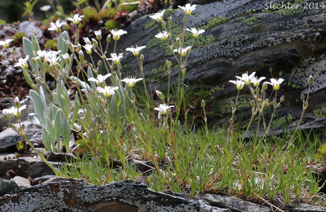 Fescue Sandwort, Mountain Sandwort, Slender Mountain Sandwort, Threadleaf Sandwort, Thread-leaved Sandwort: Eremogone capillaris var. americana (Synonym: Arenaria capillaris ssp. americana, Arenaria capillaris var. americana, Arenaria formosa, Eremogone americana)