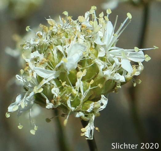 Inflorescence of Fleshy Sandwort: Eremogone congesta var. crassula (Synonym: Arenaria congesta var. crassula)