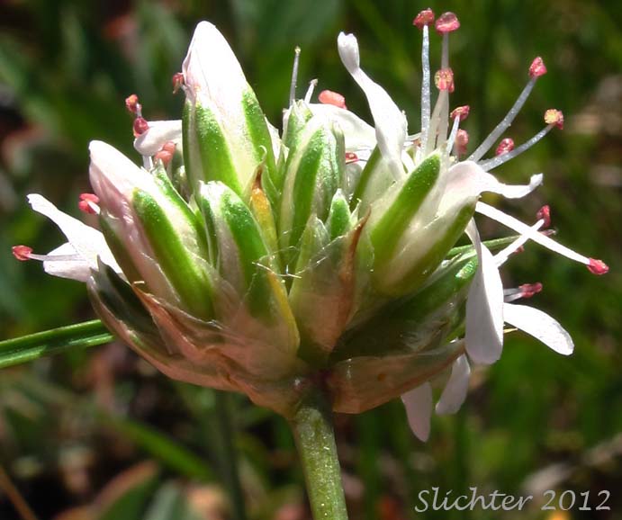 Close-up sideview of the inflorescence of Fleshy Sandwort: Eremogone congesta var. crassula (Synonym: Arenaria congesta var. crassula)