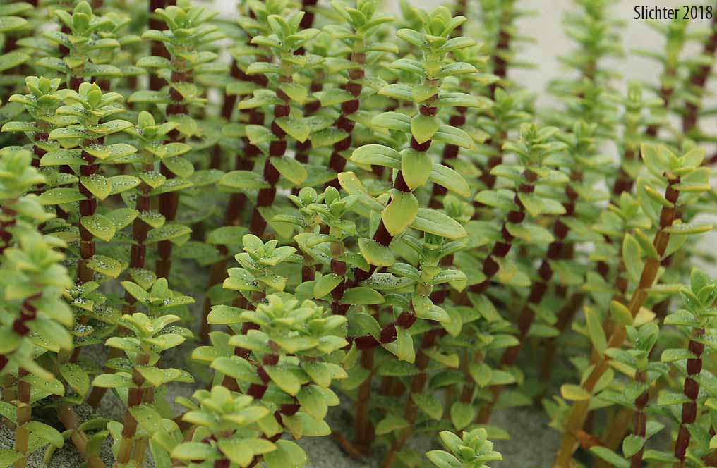 Sea Purslane, Seabeach Sandwort, Seaside Sandplant: Honckenya peploides ssp. major (Synonyms: Arenaria peploides, Arenaria peploides ssp. maor, Arenaria peploides var. major, Arenaria peploides var. maxima, Arenaria peploides var. oblongifolia, Honckenya oblongifolia, Honckenya peploides, Honckenya peploides var. major)