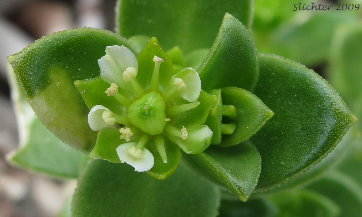 Sea Purslane, Seabeach Sandwort, Seaside Sandplant: Honckenya peploides ssp. major (Synonyms: Arenaria peploides, Arenaria peploides ssp. maor, Arenaria peploides var. major, Arenaria peploides var. maxima, Arenaria peploides var. oblongifolia, Honckenya oblongifolia, Honckenya peploides, Honckenya peploides var. major)