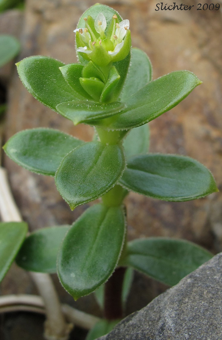 Sea Purslane, Seabeach Sandwort, Seaside Sandplant: Honckenya peploides ssp. major (Synonyms: Arenaria peploides, Arenaria peploides ssp. maor, Arenaria peploides var. major, Arenaria peploides var. maxima, Arenaria peploides var. oblongifolia, Honckenya oblongifolia, Honckenya peploides, Honckenya peploides var. major)