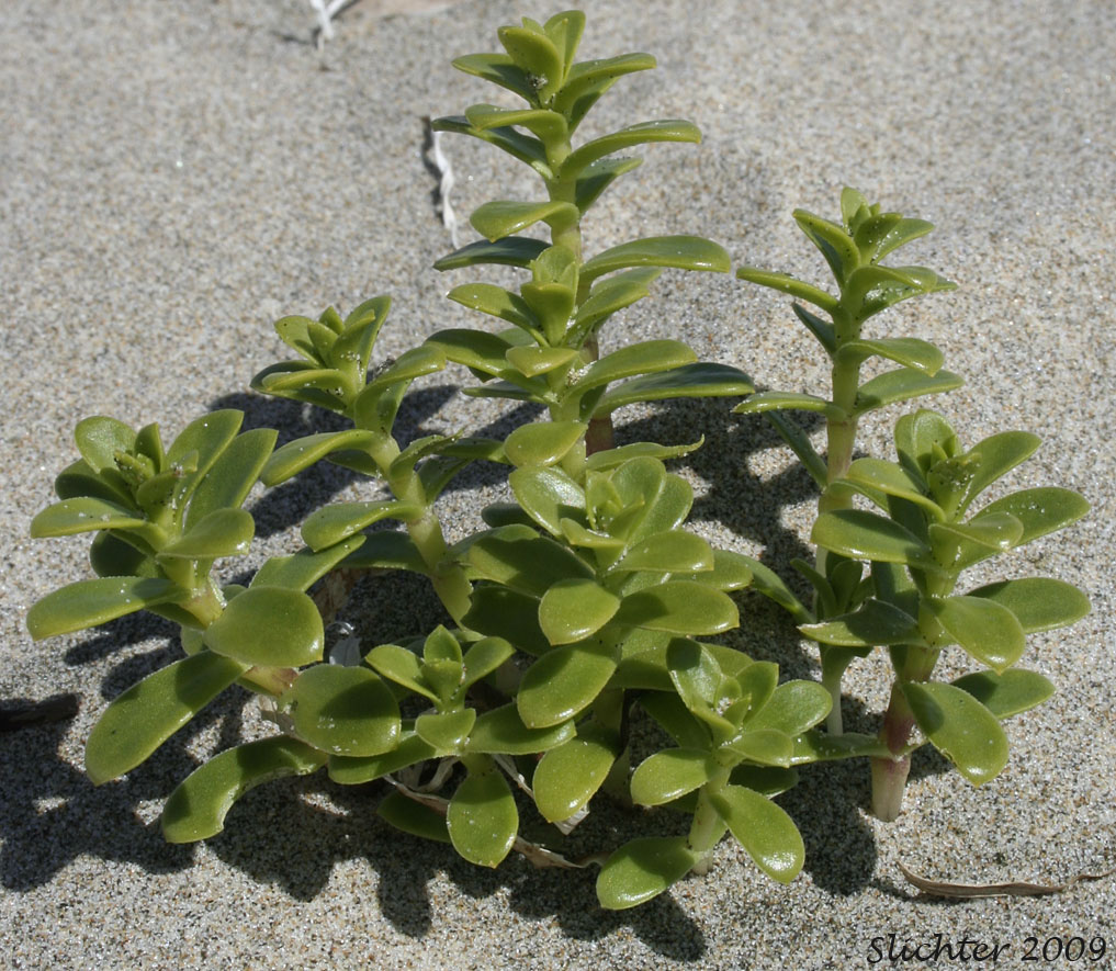 Sea Purslane, Seabeach Sandwort, Seaside Sandplant: Honckenya peploides ssp. major (Synonyms: Arenaria peploides, Arenaria peploides ssp. maor, Arenaria peploides var. major, Arenaria peploides var. maxima, Arenaria peploides var. oblongifolia, Honckenya oblongifolia, Honckenya peploides, Honckenya peploides var. major)