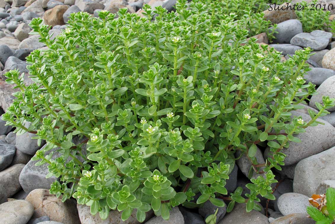 Sea Purslane, Seabeach Sandwort, Seaside Sandplant: Honckenya peploides ssp. major (Synonyms: Arenaria peploides, Arenaria peploides ssp. maor, Arenaria peploides var. major, Arenaria peploides var. maxima, Arenaria peploides var. oblongifolia, Honckenya oblongifolia, Honckenya peploides, Honckenya peploides var. major)