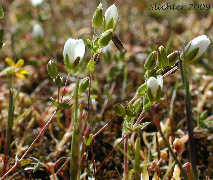 California Sandwort: Sabulina californica (Synonyms: Arenaria californica, Minuartia californica)