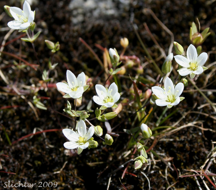 California Sandwort: Sabulina californica (Synonyms: Arenaria californica, Minuartia californica)