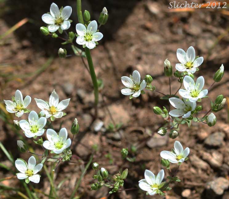 California Sandwort: Sabulina californica (Synonyms: Arenaria californica, Minuartia californica)