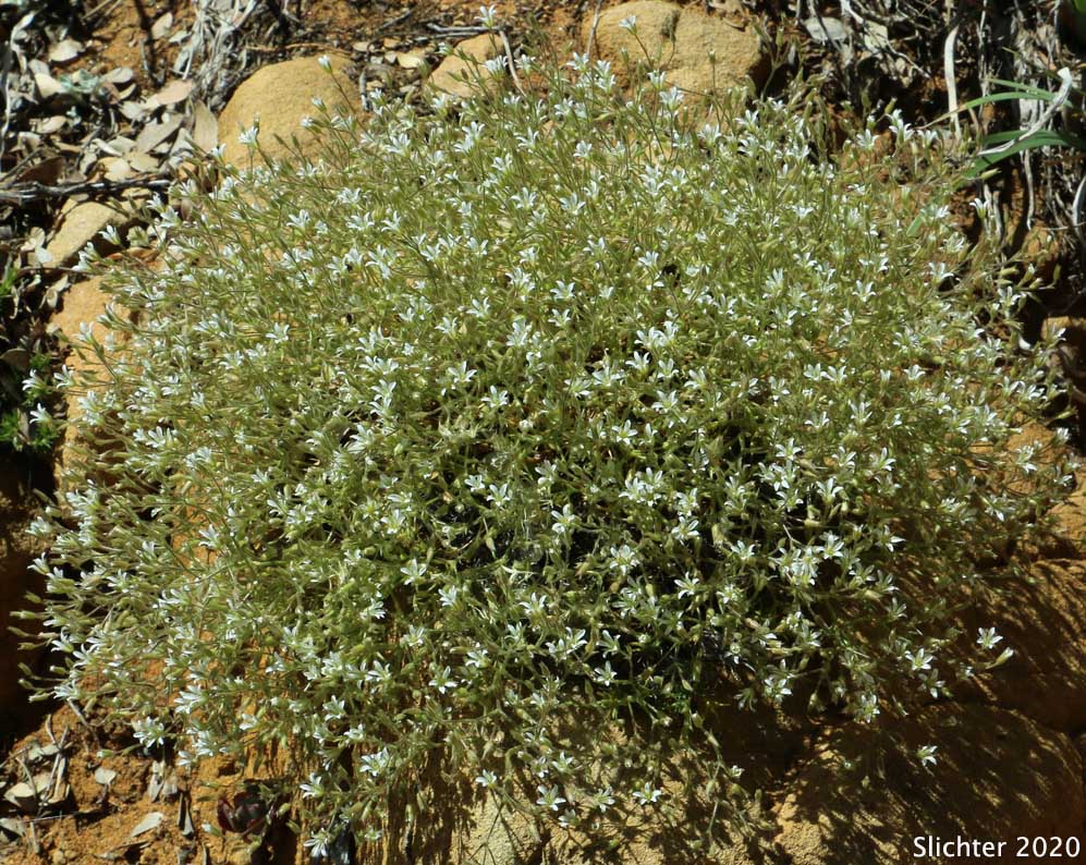 Brittle Sandwort: Sabulina nuttallii var. gregaria (Synonyms: Arenaria nuttallii var. gregaria, Minuartia nuttallii ssp. gregaria, Minuartia nuttallii var. gregaria)