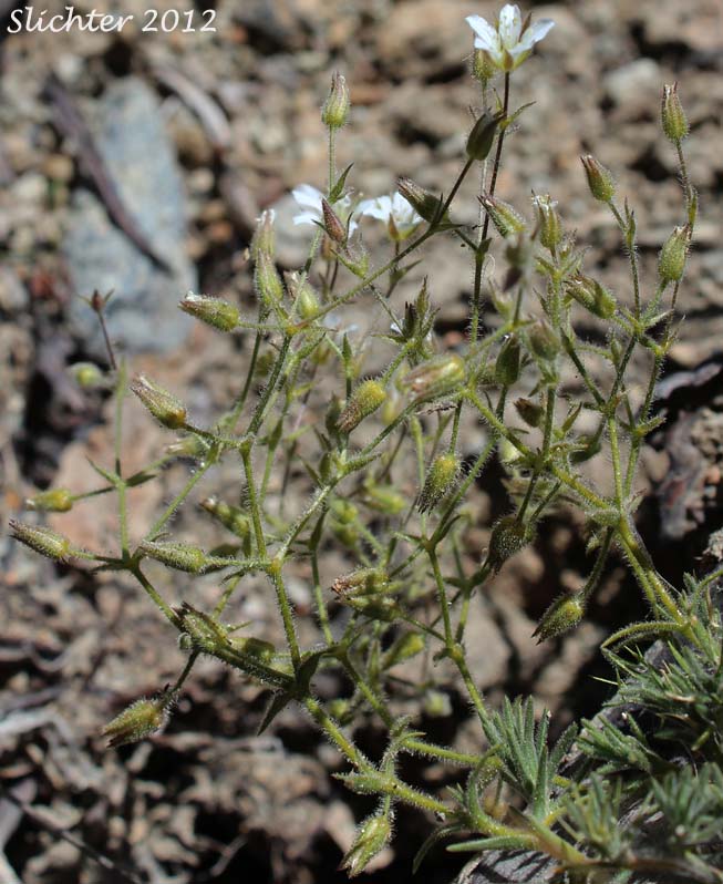Brittle Sandwort: Sabulina nuttallii var. gregaria (Synonyms: Arenaria nuttallii var. gregaria, Minuartia nuttallii ssp. gregaria, Minuartia nuttallii var. gregaria)