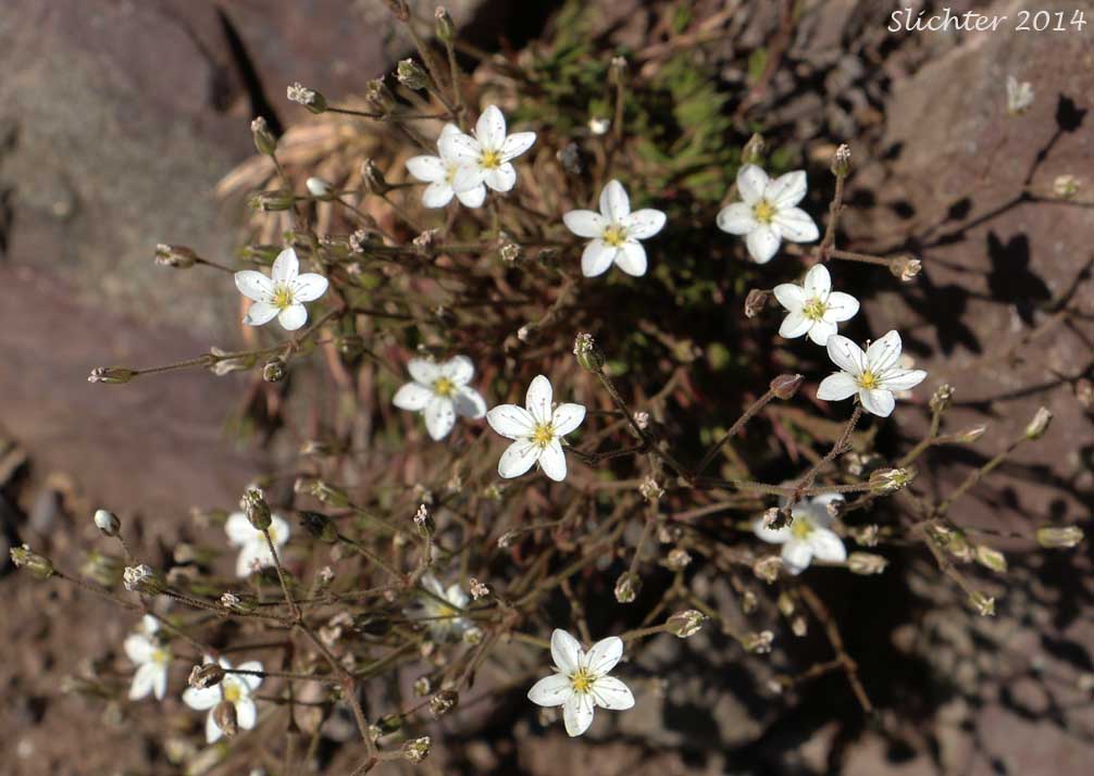 Beautiful Sandwort, Boreal Sandwort, Boreal Stitchwort, Reddish Sandwort: Sabulina rubella (Synonyms: Alsine rubella, Arenaria hirta . var. rubella, Arenaria propinqua, Arenaria rubella, Arenaria verna var. propinqua, Arenaria verna var. pubescens, Arenaria verna var. rubella, Minuartia rubella, Tryphane rubella)