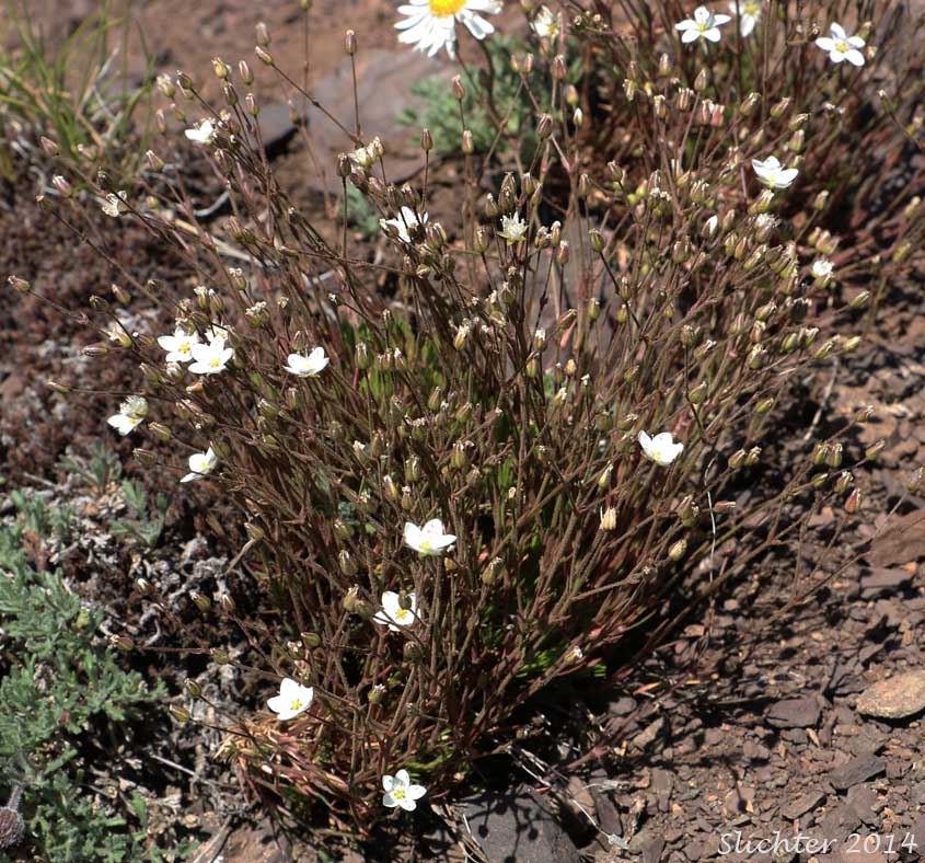 Beautiful Sandwort, Boreal Sandwort, Boreal Stitchwort, Reddish Sandwort: Sabulina rubella (Synonyms: Alsine rubella, Arenaria hirta . var. rubella, Arenaria propinqua, Arenaria rubella, Arenaria verna var. propinqua, Arenaria verna var. pubescens, Arenaria verna var. rubella, Minuartia rubella, Tryphane rubella)