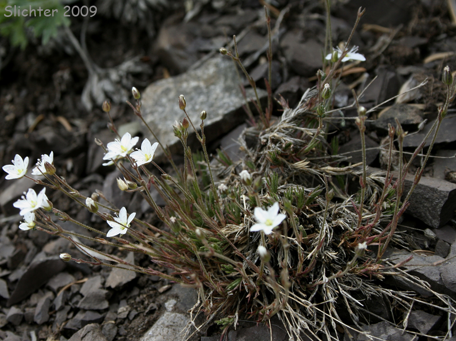 Beautiful Sandwort, Boreal Sandwort, Boreal Stitchwort, Reddish Sandwort: Sabulina rubella (Synonyms: Alsine rubella, Arenaria hirta . var. rubella, Arenaria propinqua, Arenaria rubella, Arenaria verna var. propinqua, Arenaria verna var. pubescens, Arenaria verna var. rubella, Minuartia rubella, Tryphane rubella)