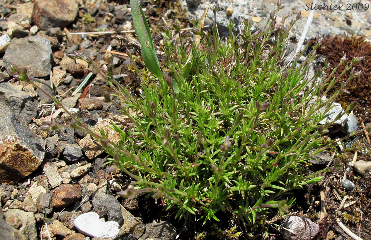 Beautiful Sandwort, Boreal Sandwort, Boreal Stitchwort, Reddish Sandwort: Sabulina rubella (Synonyms: Alsine rubella, Arenaria hirta . var. rubella, Arenaria propinqua, Arenaria rubella, Arenaria verna var. propinqua, Arenaria verna var. pubescens, Arenaria verna var. rubella, Minuartia rubella, Tryphane rubella)