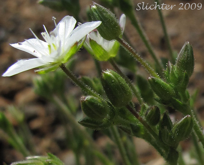 Beautiful Sandwort, Boreal Sandwort, Boreal Stitchwort, Reddish Sandwort: Sabulina rubella (Synonyms: Alsine rubella, Arenaria hirta . var. rubella, Arenaria propinqua, Arenaria rubella, Arenaria verna var. propinqua, Arenaria verna var. pubescens, Arenaria verna var. rubella, Minuartia rubella, Tryphane rubella)